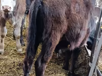Touro, Aberdeen-Angus — foto 7