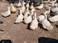 Ducks — الصورة 1