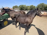 公马, Horses — 照片 2