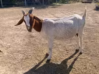 Goat, Boer goat — photo 4