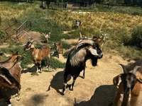 山羊（批次，未指定性别）, Goats — 照片 3