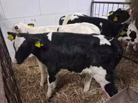 Buğa, Russian Black pied cattle — foto 6