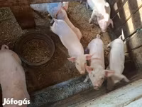 Säue, Schweine — Foto 3