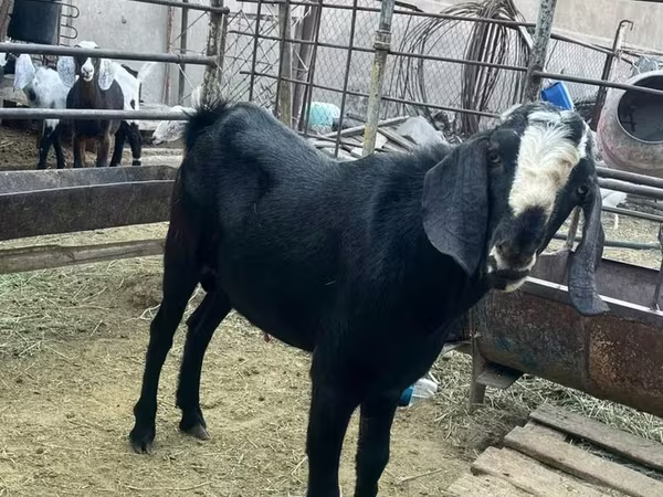 Теке, Nubian Goat