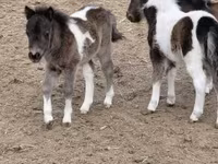 Caballo, Shetland Pony — foto 6