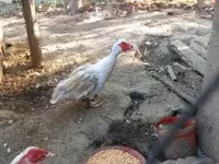 Ducks — 4. fotó