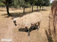 भेड़, White Suffolk sheep — फ़ोटो 8