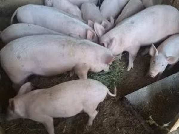 Eber, Schweine — Ungarn