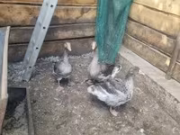 Geese — foto 2