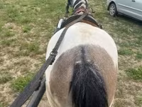 Égua, Cavalos — foto 2