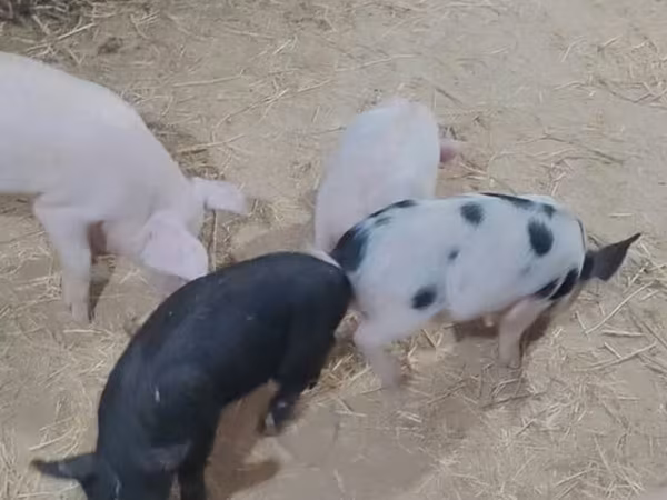 Pigs (batch, sex not specified), Pigs