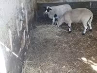 Kos, Dorper sheep — 4. fotó