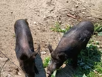 Sow, Pigs — photo 4