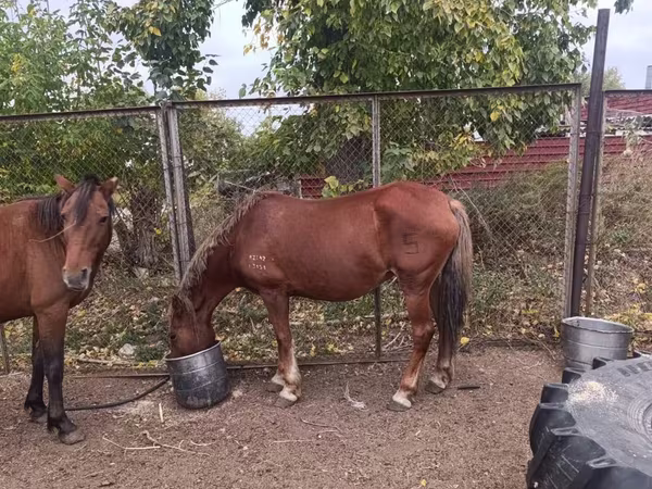 Klisna, Koně