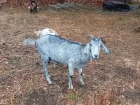 母山羊, Nubian Goat — 照片 7