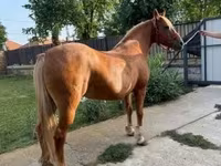 घोड़ी, Haflinger — फ़ोटो 3
