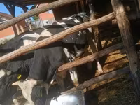 Bull, Holstein breed — photo 5