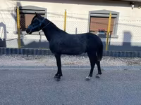 Cheval, Chevaux — photo 1