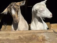 Nőstény kecske, Saanen goat — 3. fotó