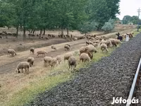 Baran, Owce — zdjęcie 2