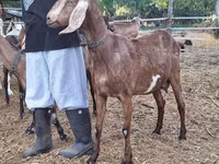 母山羊, Nubian Goat — 照片 2
