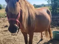 Yegua, Caballos — foto 1