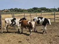 КРС (партия, пол не указан), Чёрно-пёстрая корова — фото 3
