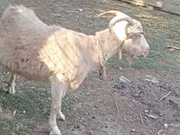 عنزة, Dutch Landrace goats — الصورة 5