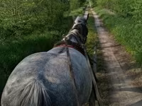 Jument, Friesian — photo 8