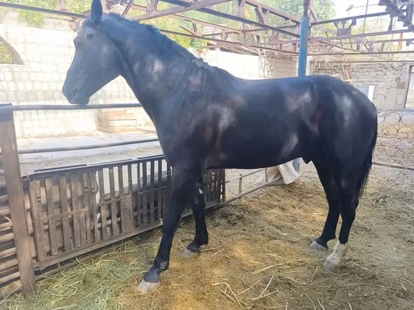 Koń, Friesian sport horse