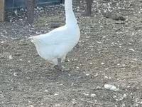 Geese — फ़ोटो 5