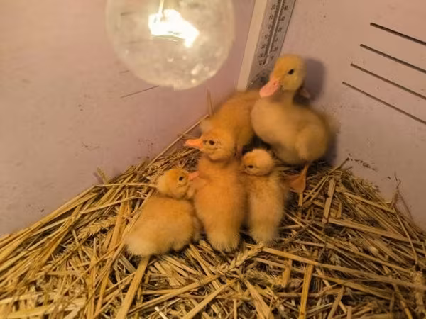 Ducks — Ungarn