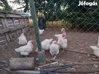 Chickens — foto 1