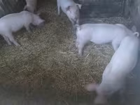 母猪, Pigs — 照片 2