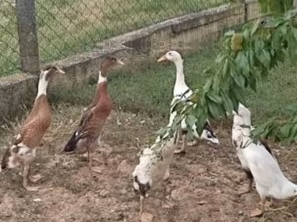 Ducks — Hungary