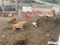 Eber, Schweine — Foto 4