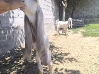 Kozel, Gulabi goats — foto 3