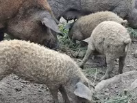 Süldőanya, Мангалица — 1. fotó