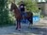 Hing, Arabian horse — 4. fotó