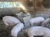 Cerda, Cerdos — foto 2