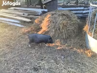 नर सूअर, Вьетнамская вислобрюхая — फ़ोटो 1