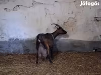 Bak, Alpine goat — 2. fotó