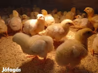 Chickens — photo 1