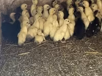 Ducks — foto 3