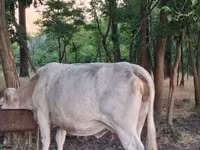 Vaca, Charolais cattle — foto 7
