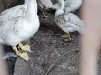 Ducks — 1. fotó