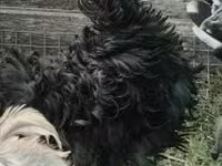 Pékin Bantam — photo 7
