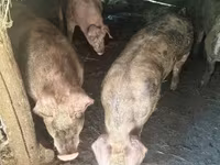 Schweine (Partie, Geschlecht nicht angegeben), Schweine — Foto 2