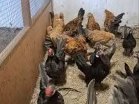 Chickens — 3. fotó