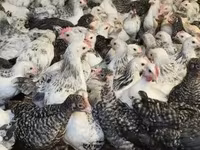 Chickens — foto 7